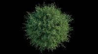 3d Moss pack + bonus moss normal map3d model