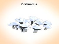 Cortinarius3d model