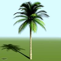 palm-S3d model