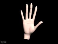 Human hand3d model