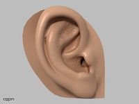 Human ear3d model