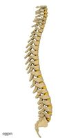 Human Spine3d model