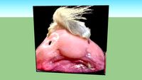 blobfish trump