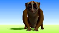 Slow Loris 2