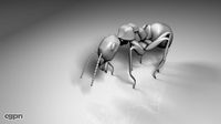 Ant3d model