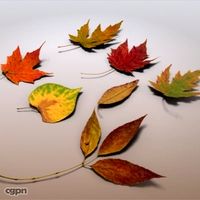 Autumn Leaves3d model