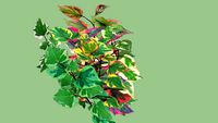 Houttuynia cordata (Chameleon Plant)