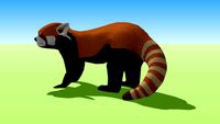 Red Panda 4