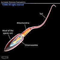 Sperm3d model