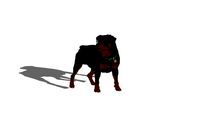 Dog Rottweiler