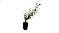 BAMBU MOSSO Phyllostachys pubescens