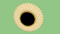 CAPIZ SHELL MIRROR