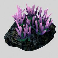 coral 033d model