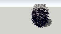 Ageratina altissima chocolate