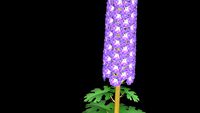 Delphinium grandiflorum