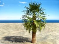 Palm # 73d model
