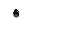 grosse plante osier