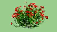 Nerium Oleander Red
