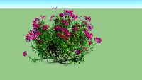 Nerium Oleander Pink