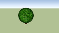Winter Gem Boxwood