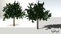 Terminalia Catappa 'Sea Almond'