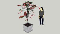 Bougainvillea