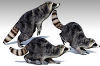 Raccoon Animated