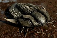 Trilobite 02 - ILLAENUS TAURICORNIS