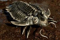 Trilobite 01 - Metopolichas
