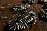 Trilobites Collection