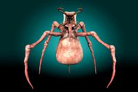 Poisonous Insect Monster