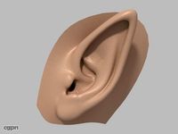 Elf ear3d model