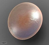 Globule cell3d model