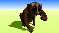 Slow Loris
