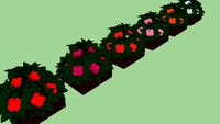 Impatiens, beijo-pintado