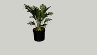 potted palm