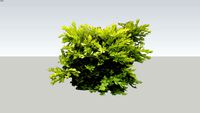 Boxwood 'Green Velvet' 2D Faceme