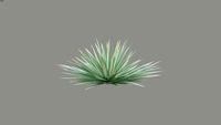 Yucca Variegated 2D Cutout