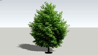 Generic Tree 01 2D Cutout