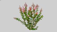 Crape Myrtle Shrub 2D Cutout