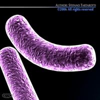 Bacillus bacteria3d model