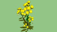Evening Primrose