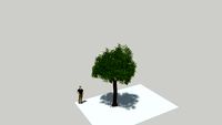 Arbol mediano