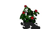 geranium