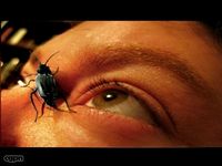 Walking Beetle3d model