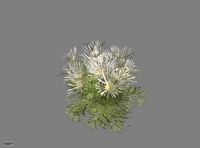 Daisylike Flowering Plant3d model