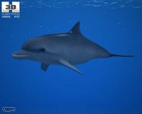 Common Bottlenose Dolphin (Tursiops Truncatus)3d model