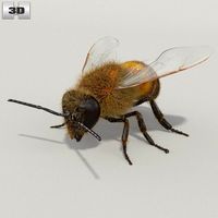 Honey Bee High Detailed Rigged3d model