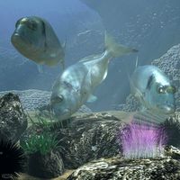 Sea Bream Fish Rigged with Underwater Scene3d model