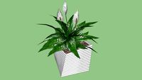 Vaso Quadrado - Square Vase